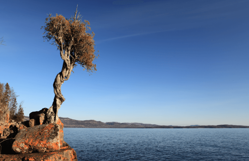 Witch Tree scenic North Shore landmark near Lake Superior in Minnesota